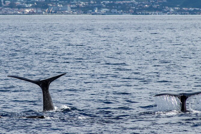 Whale Watching Activity in North Coast - Who Will Love This Tour?