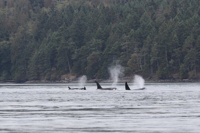 Whale Watching Adventure from Vancouver BC - The Role of Naturalist Guides and Captains