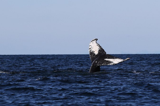 Whale Watching Adventure from Vancouver BC - Weather and Seasonal Timing