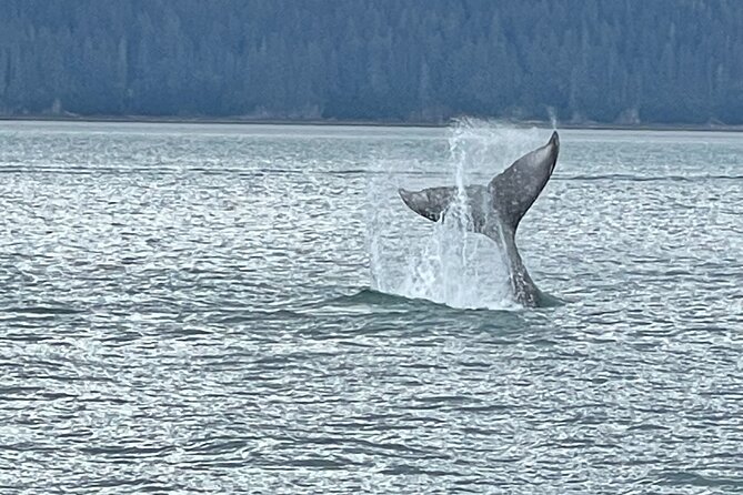 Whale Watching Adventure in Juneau - Exciting Whale Watching in Juneau with Scenic Transport and Wildlife Encounters