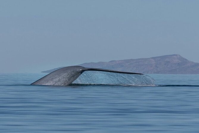Whale Watching Adventure in Loretos Sea of Cortez - An Up-Close Look at Loreto’s Whale-Watching Adventure
