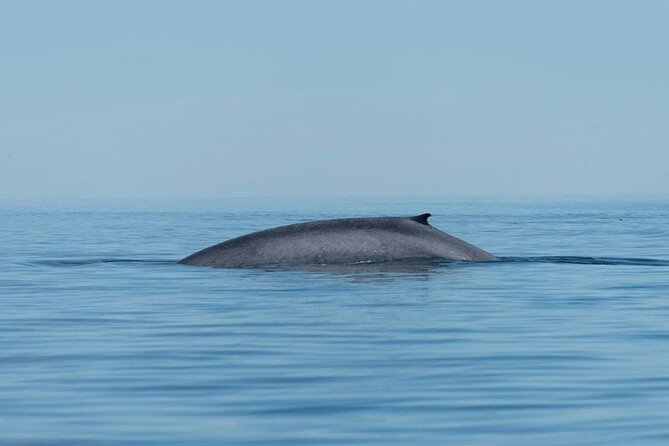 Whale Watching Adventure in Loretos Sea of Cortez - Starting Point at Loretos Malecón Baja California Peninsula