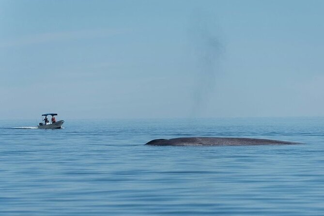 Whale Watching Adventure in Loretos Sea of Cortez - Expert Guides and Naturalist Commentary