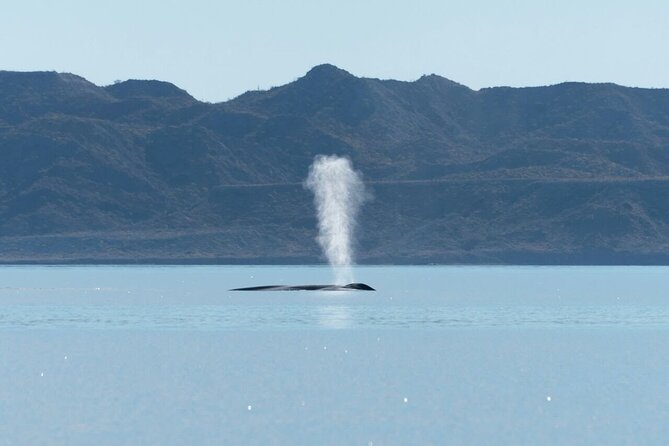 Whale Watching Adventure in Loretos Sea of Cortez - Food and Drinks Included in the Tour