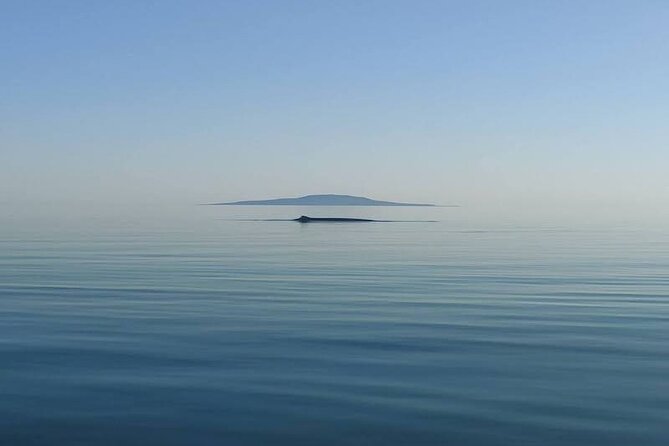 Whale Watching Adventure in Loretos Sea of Cortez - Weather Considerations and Cancellation Policy