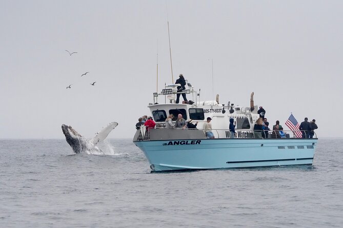 Whale Watching Adventure in Morro Bay - Discover Morro Bays Premier Whale Watching Experience for $65
