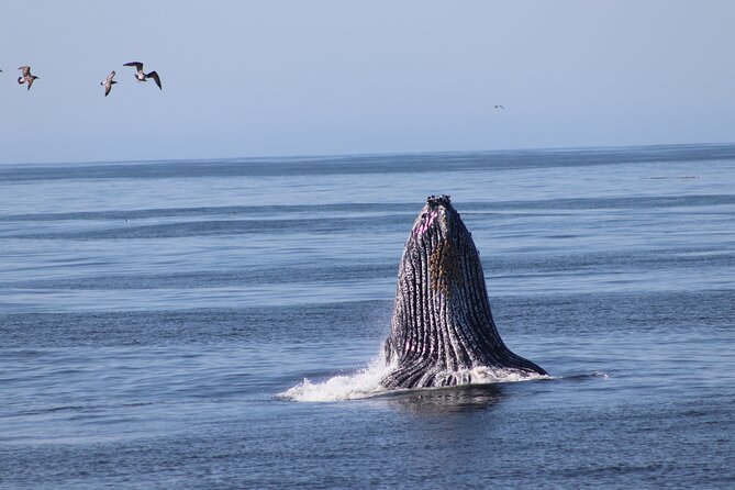 Whale Watching Adventure in Morro Bay - How the Morro Bay Whale Watching Tour Operates