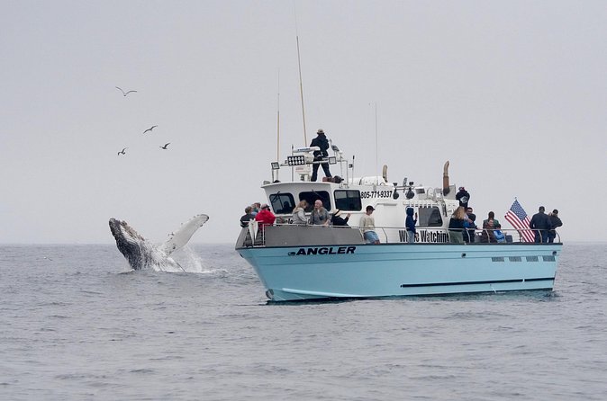 Whale Watching Adventure in Morro Bay - Vessel Comforts and Passenger Amenities