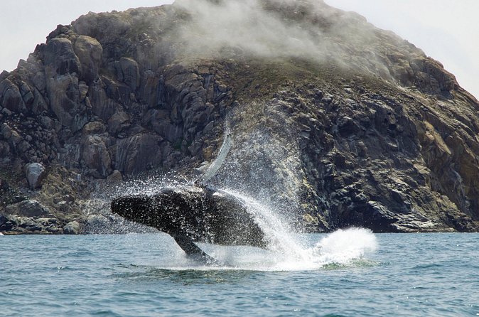 Whale Watching Adventure in Morro Bay - Comparing Similar Experiences and Additional Activities