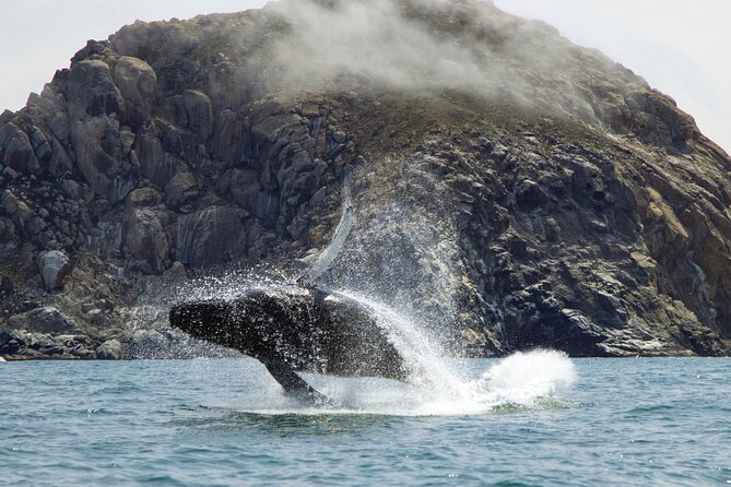 Whale Watching Adventure in Morro Bay - Who Will Particularly Enjoy This Tour