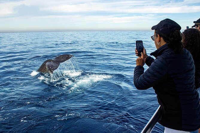 Whale Watching Adventure In Puerto Vallarta - Discover Puerto Vallartas Winter Whale Watching with Gray Line