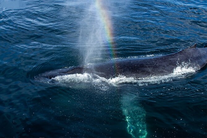 Whale Watching Adventure In Puerto Vallarta - What Past Participants Say About the Experience