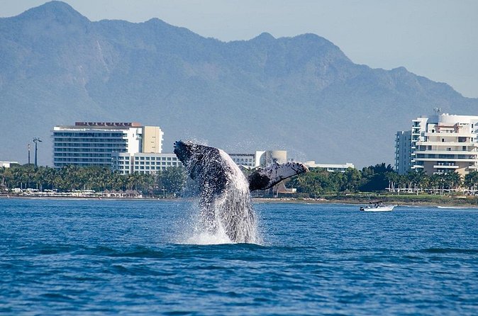 Whale Watching Adventure In Puerto Vallarta - How This Tour Compares with Other Outdoor Activities