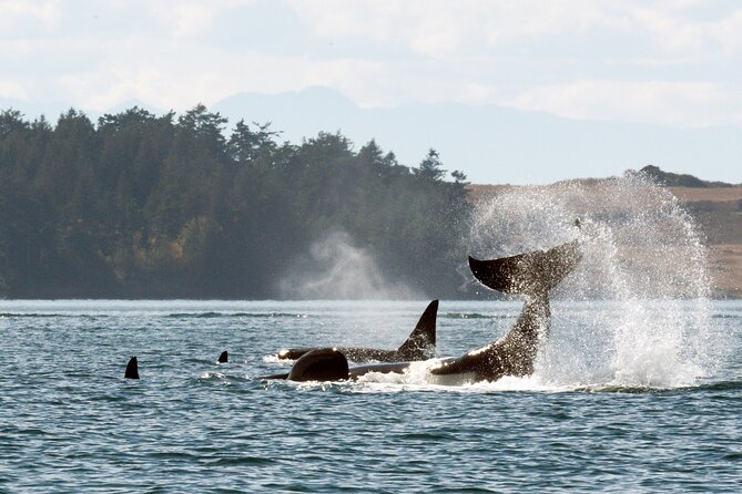 Whale Watching Adventure Vancouver - Exciting Whale Watching in British Columbia for Just Over $200