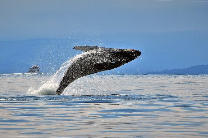Whale Watching Adventure Vancouver - Key Points
