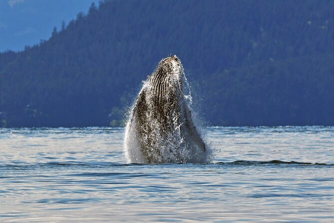 Whale Watching Adventure Vancouver - Practical Tips for the Tour: What to Wear and Bring