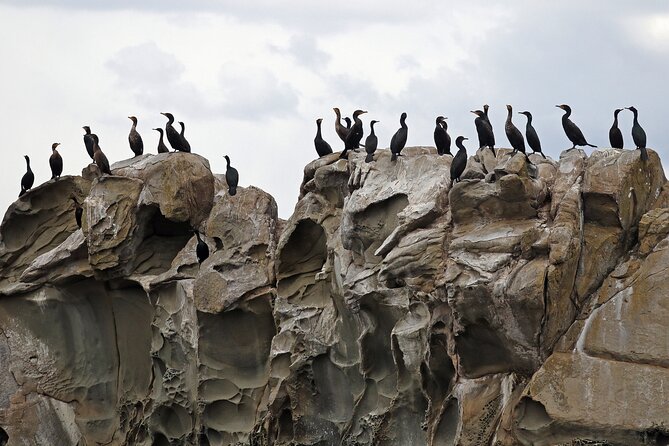 Whale Watching Adventure Vancouver - Who Will Enjoy This Whale Watching Adventure?