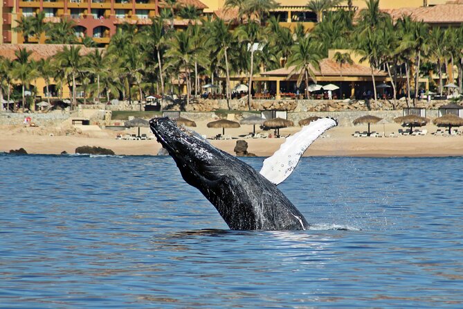 Whale Watching Amazing Adventure - Key Points
