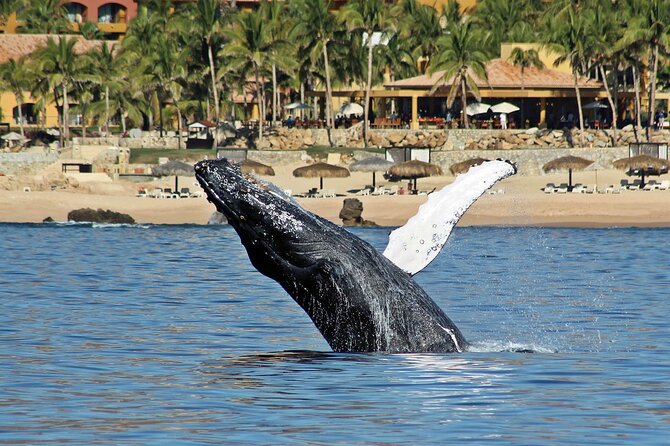 Whale Watching Amazing Adventure - Comparing This Tour to Other Los Cabos Experiences