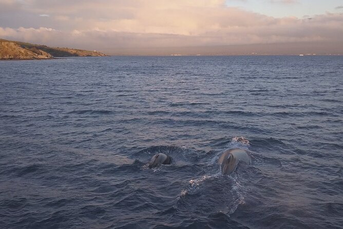 Whale Watching and Drone Photoshoot Experience - Key Points