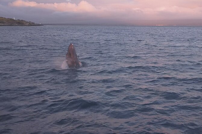 Whale Watching and Drone Photoshoot Experience - Weather and Wildlife Viewing Expectations