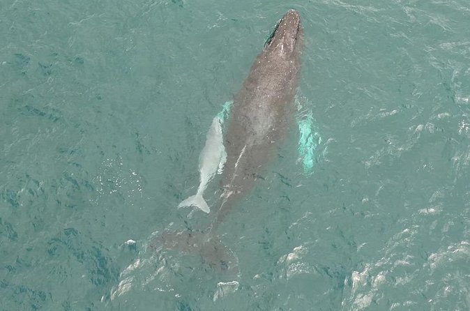 Whale Watching and Drone Photoshoot Experience - Who Will Love This Tour?