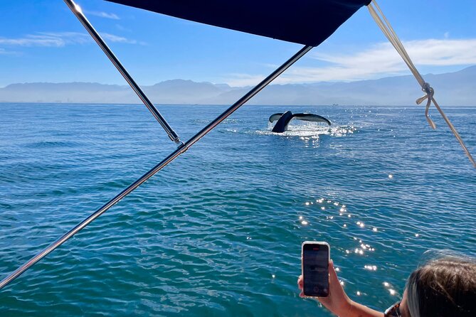 Whale Watching and Los Arcos 5 Islands Adventure - Key Points