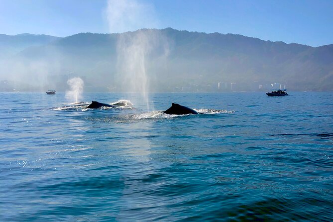 Whale Watching and Los Arcos 5 Islands Adventure - Transportation and Meeting Details: Seamless and Convenient