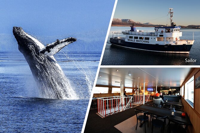 Whale Watching and Marine Life Tour in Reykjavik - The Experience on the Boat: Comfort and Visibility