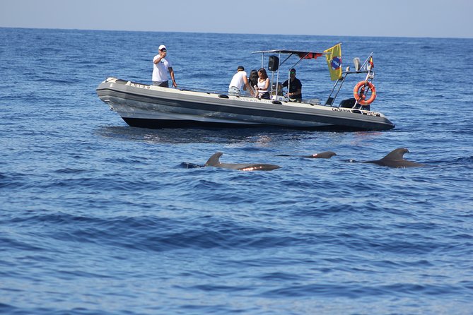 Whale Watching and Marine Science Tour - Starting Point at Marina del Sur in Tenerife