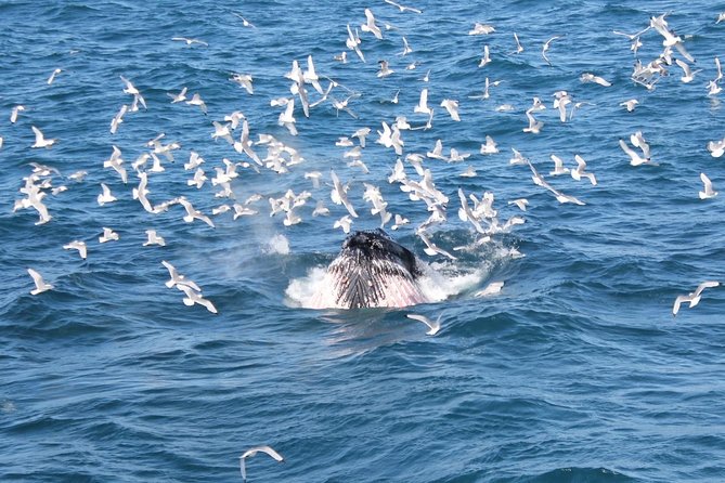 Whale Watching and Northern Lights Half-Day Combo Tour - Onboard Facilities and Comfort Features
