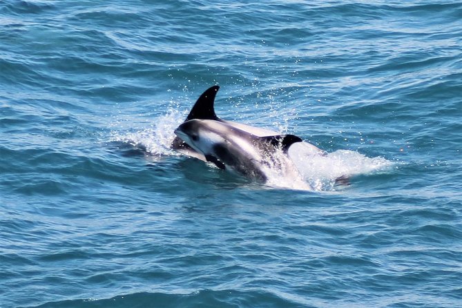 Whale Watching and Northern Lights Half-Day Combo Tour - Wildlife Encounters and Marine Animals