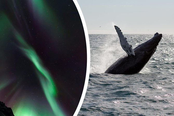 Whale Watching and Northern Lights Half-Day Combo Tour - Practical Tips and Considerations
