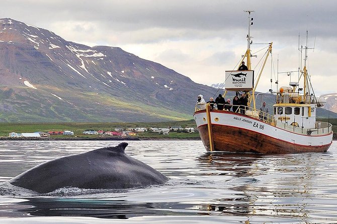 Whale Watching and Sea Angling Tour - Discover the Whale Watching and Sea Angling Tour in Akureyri, Iceland