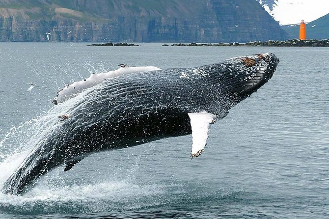 Whale Watching and Sea Angling Tour - Prime Whale Watching Opportunities in Eyjafjörður