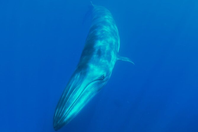 Whale watching and snorkelling in the whale sanctuary - Key Points