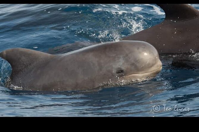 Whale watching and snorkelling in the whale sanctuary - Marine Life Spotlight: Pilot Whales and Dolphins
