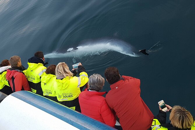 Whale-Watching Boat Tour with Expert Guide from Reykjavik - Choosing Between the High-Speed and Classic Cruises