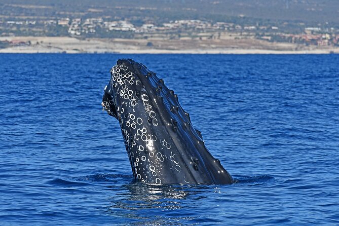 Whale Watching by Zodiac in Cabo San Lucas with Photos Included - Key Points