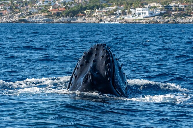 Whale Watching by Zodiac in Cabo San Lucas with Photos Included - Starting Point at Baja Vikings Ecoventures