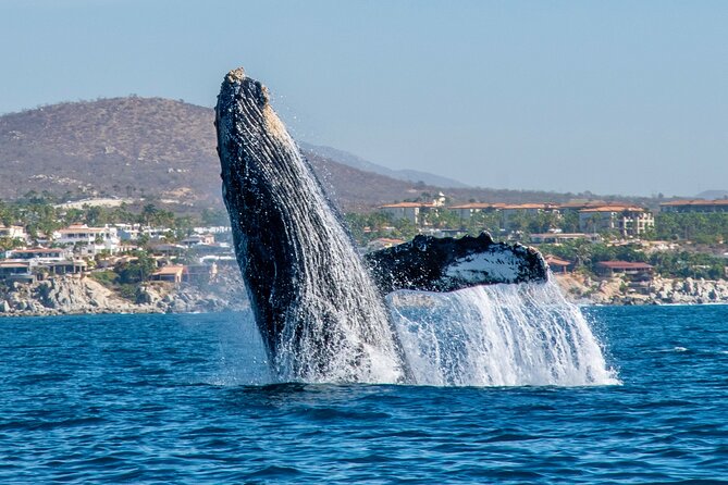 Whale Watching by Zodiac in Cabo San Lucas with Photos Included - The Route and Marine Life Encounters