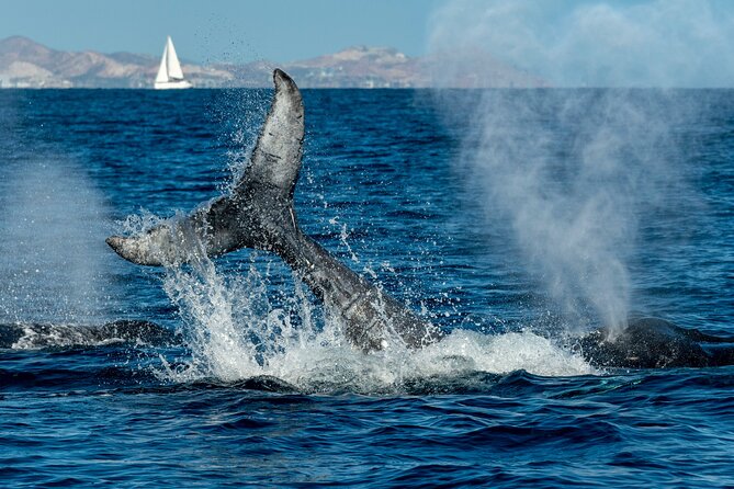 Whale Watching by Zodiac in Cabo San Lucas with Photos Included - Hearing the Whales with a Hydrophone