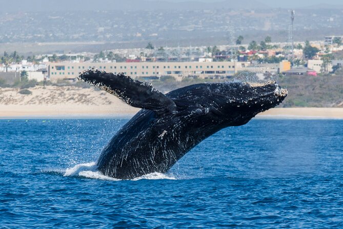 Whale Watching by Zodiac in Cabo San Lucas with Photos Included - Snacks, Drinks, and Convenience