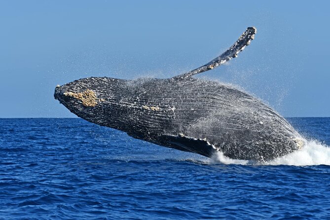 Whale Watching by Zodiac in Cabo San Lucas with Photos Included - Responsible Whale Watching Practices