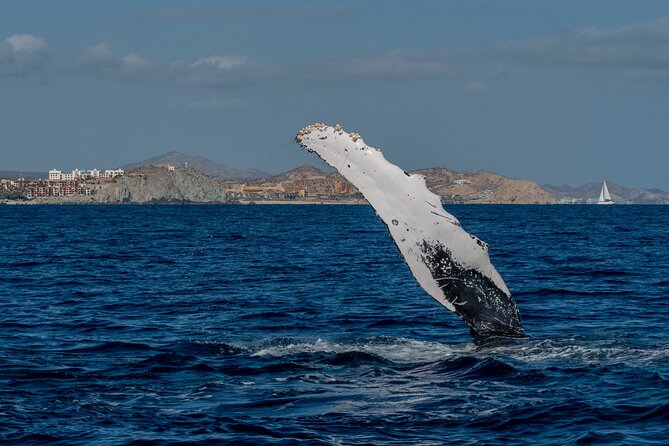 Whale Watching by Zodiac in Cabo San Lucas with Photos Included - Customer Feedback and Satisfaction