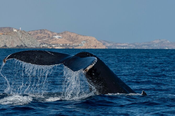 Whale Watching by Zodiac in Cabo San Lucas with Photos Included - Booking, Cancellation, and Flexibility
