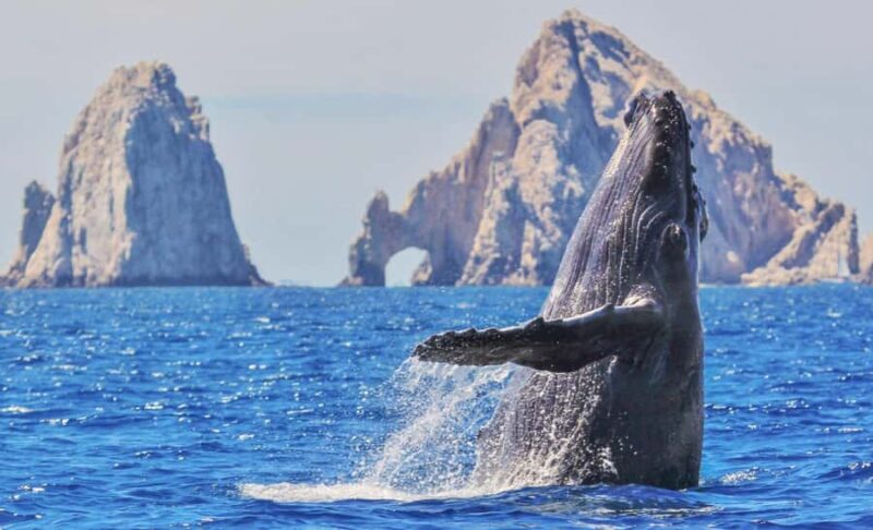 Whale Watching, Cabo San Lucas Arch, and a Trip to Playa del Amor - Up-Close Whale Watching with Sightings of Humpback Whales