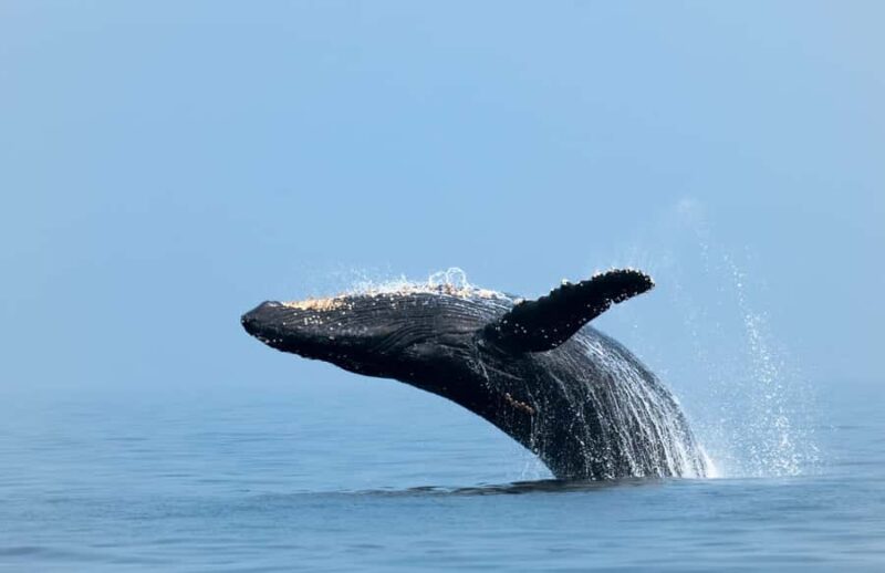 Whale Watching, Cabo San Lucas Arch, and a Trip to Playa del Amor - Additional Information and Cancellation Policy