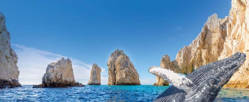 Whale Watching, Cabo San Lucas Arch, and a Trip to Playa del Amor - Final Thoughts on the Cabo San Lucas Whale Watching & Arch Tour