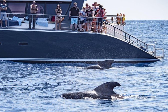 Whale Watching Catamaran in Costa Adeje (Including drinks & Sandwich) - Exciting Marine Adventure with Inclusive Food and Drinks